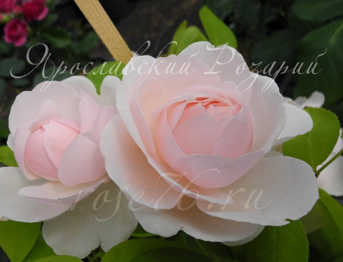 The Wedgwood Rose, Вэджвуд Роуз, английская роза Дэвида Остина. Один из 130 сортов, представленных в розарии.