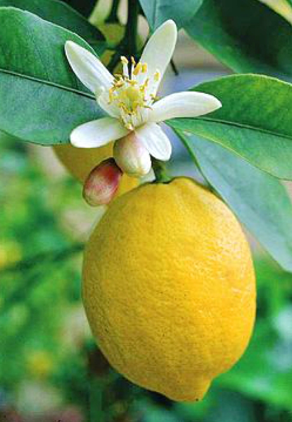 В продаже имеются различные цитрусовые растения:Лимоны, Кумкват, Каламандин, Мандарин, Апельсин. Цены от 500 руб и до 8000 руб.
