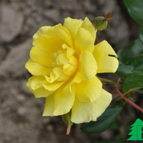 Корнесобственные розы: чайно-гибридные, грандифлора, плетистые.